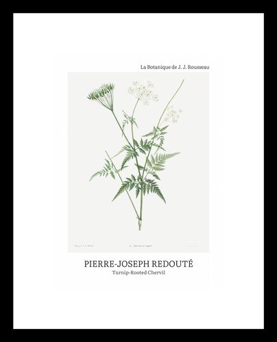 Plakat 13x18cm Design Rotted Chervil, Redoute Vintage do Salonu na Arena.pl