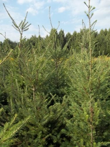 Daglezja Zielona  Pseudotsuga Menziesii  SADZONKI 50/80cm J. Douglasa na Arena.pl