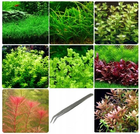 ZESTAW ROŚLIN ŁATWYCH W UPRAWIE NA TRZY PLANY DO AKWARIUM + GRATIS PĘSETA na Arena.pl