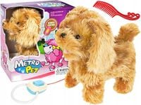 PIESEK PUDEL INTERAKTYWNY NA SMYCZY CHODZI SZCZEKA CHODZĄCY NA SMYCZY PIES