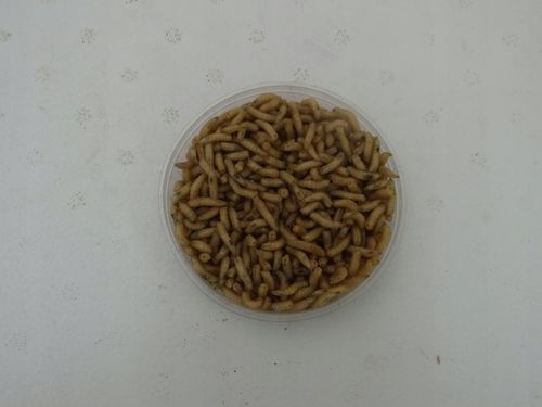 Robak biały 1 litr na Arena.pl