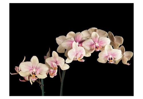 Fototapeta - Kwitnąca orchidea 250x193 na Arena.pl