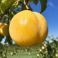 Śliwa Renkloda Ulena Drzewko Sadzonka Wczesna Samopylna