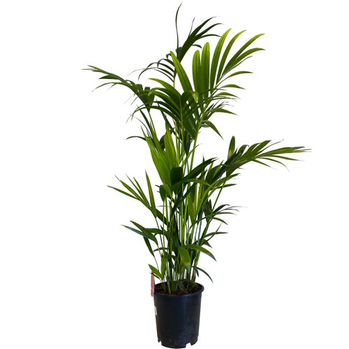 PALMA KENTIA (Kencja, Howea) 130 cm na Arena.pl