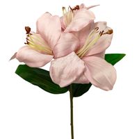 Liliowiec pojedynczy x3 brudny róż