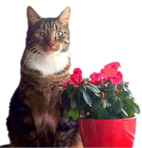 VERMICON KOT KROPLE KLESZCZE PCHŁY KOMARY 3szx1ml na Arena.pl