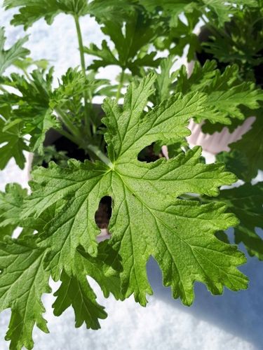 Geranium Anginka Roślina na Arena.pl