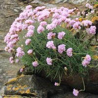 Zawciąg nadmorski ARMADA PINK Armeria Różowy Na skalniak Sadzonki P9