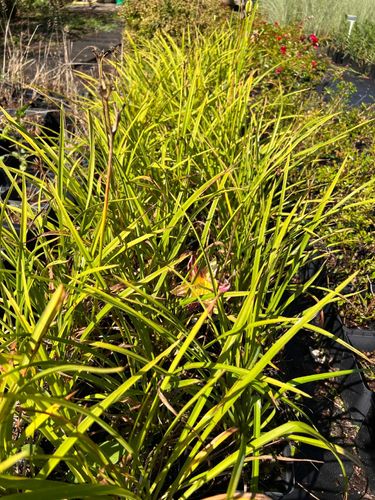 Liliowiec 'Blue Sheen' (Hemerocallis) P13 na Arena.pl