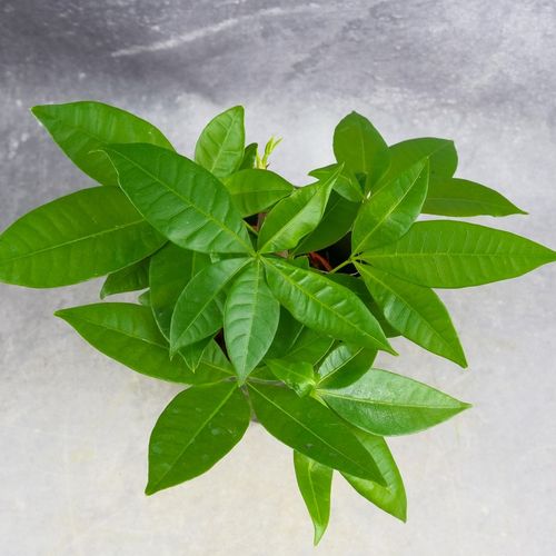 Pachira Aquatica Pachira wodna drzewko szczęścia! D9cm TYPU BONSAI na Arena.pl