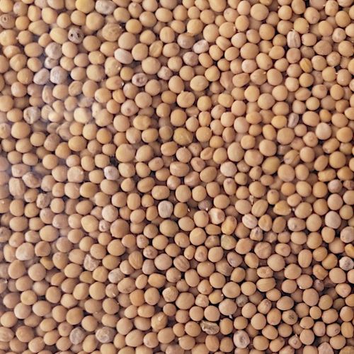 Gorczyca biała miododajna paszowa nasiona 10kg na Arena.pl