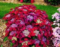 Hortensja ROTSCHWANZ NIESPOTYKANY KSZTAŁT KWIATÓW Hortensja ROTSCHWANZ NIESPOTYKANY KSZTAŁT KWIATÓW