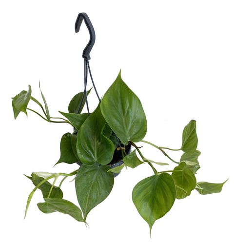 FILODENDRON SCANDENS  30 cm na Arena.pl
