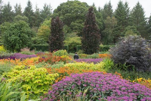 Pysznogłówka ogrodowa różowa 'Balmy Lilac' (Monarda didyma) Doniczka 1.0L na Arena.pl
