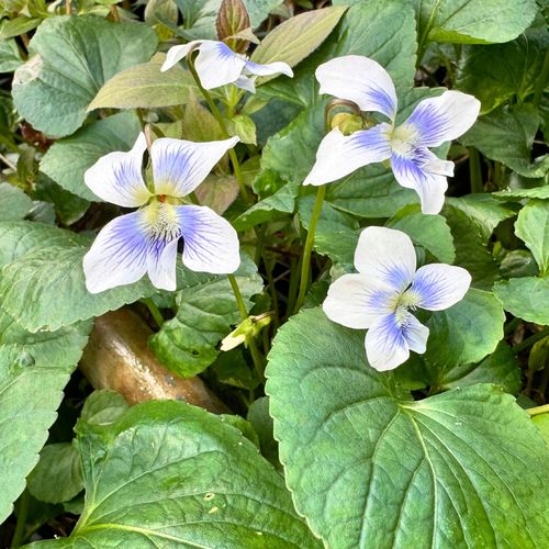 Fiołek Motylkowy 'Priceana' (Viola sororia) Doniczka 1.0L na Arena.pl