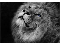 100 70CM OBRAZ PŁÓTNO SREBRNY LEW NIEBIESKIMI OCZYMA PŁÓTNO RAMA