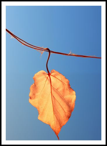 Plakat 67,5x95cm Ostatni Liść na Arena.pl