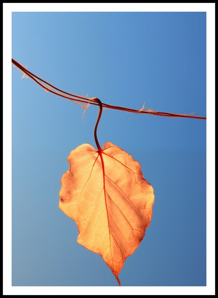 Plakat 67,5x95cm Ostatni Liść zdjęcie 3