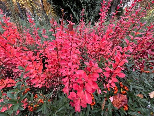Berberys Thunberga 'Orange Ice' Pomarańczowy(Berberis thunbergii) 2.0L na Arena.pl