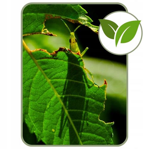 COMPO 2w1 NA CHOROBY I SZKODNIKI - MSZYCE PRZĘDZIORKI WCIORNASTKI na Arena.pl