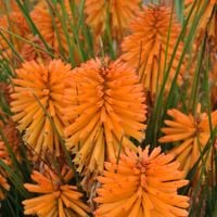 Trytoma POCO ORANGE Pomarańczowa Miododajna Sadzonki w doniczkach 1L