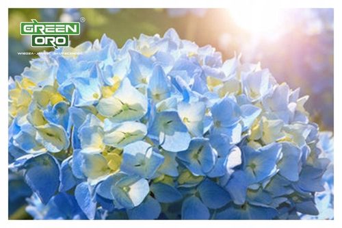 Nawóz do Hortensji Rododendronów Borówki Azalii Magnolii 5kg 100 dni na Arena.pl