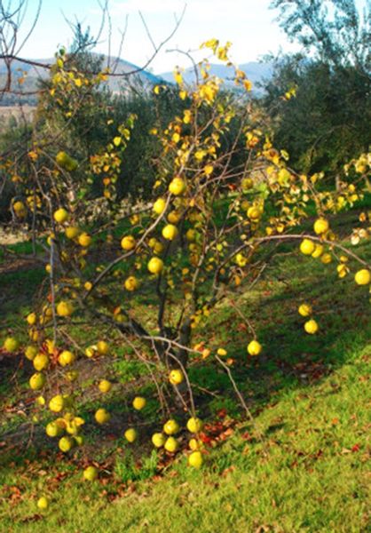 PIGWA POSPOLITA Cydonia oblonga - NASIONA 300 sztuk - 10g. zdjęcie 3