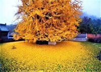 MIŁORZĄB CHIŃSKI sadzonka odporna na mróz - sadzonki 10 / 20 cm