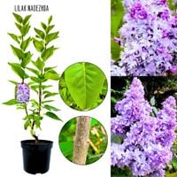 Lilak Nadezhda niebieskoliliowe kwiaty KRZEW 40-80 cm