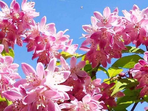 Żylistek Strawberry Fields C2 na Arena.pl