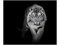 70X50CM OBRAZ DRUK TIGER IN THE DARK ŚCIAN