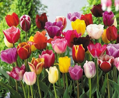 TULIPAN MIX MIESZANKA KOLORÓW cebulki 100 szt. + PREZENT na Arena.pl