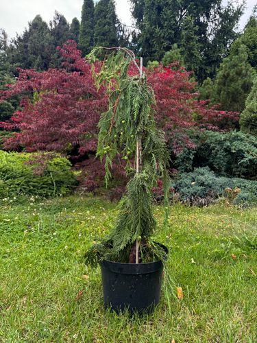 Cyprysik nutkajski 'Pendula' 80-100cm Poj 7.5L (Chamaecyparis nootkatensis) na Arena.pl