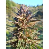 blue monkey cbd 10 szt.