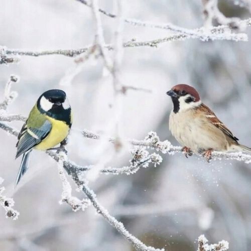 KARMA DLA PTAKÓW DZIKICH ZIMUJĄCYCH POKARM ZIARNO IDEALNY DO KARMNIKA 10KG na Arena.pl