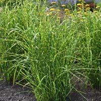 Miskant chiński 'Strictus' Trawa Pstra Mrozoodporna (Miscanthus sinnesis)