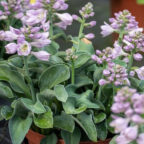Funkia BLUE MOUSE EARS Hosta Miniaturowa P11 na Arena.pl