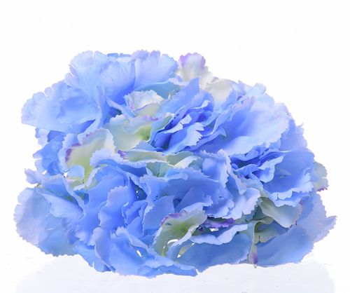 Hortensja wyrobowa niebieska na Arena.pl