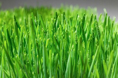 Ekologiczna Trawa TRAWKA Dla Kotów Przysmak Odkłaczający Wyrośnięta Świeża na Arena.pl