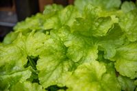 Żurawka mieszańcowa  World Caffé™ Lime Americano - Hauchera x hybrida