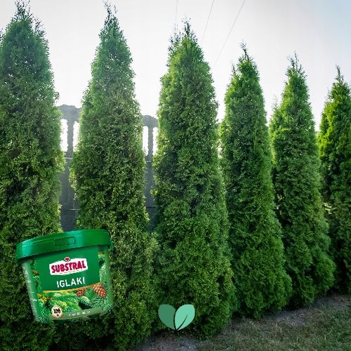 NAWÓZ DO IGLAKA 100DNI 5KG SUBSTRAL na Arena.pl