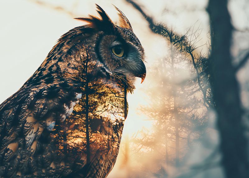 Plakat 35x25cm Sowi Duch zdjęcie 1