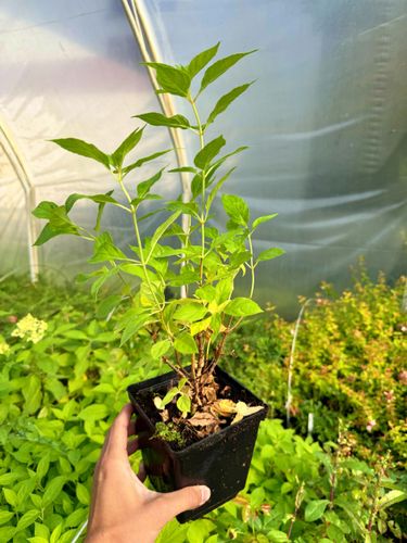 Hortensja bukietowa 'Candlelight' (Hydrangea paniculata) Doniczka 2.0L na Arena.pl