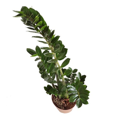 ZAMIOKULKAS (ZAMIOCULCAS) 100cm na Arena.pl