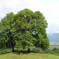 LIPA SZEROKOLISTNA miododajna  - sadzonki 50 / 80 cm
