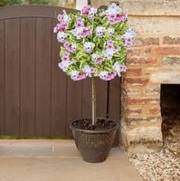 KRZEWUSZKA WEIGELA na pniu z DWUKOLOROWYM LIŚCIEM - sadzonki 100 / 120 cm