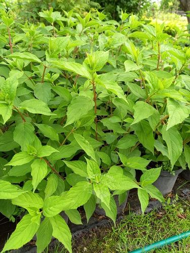 Hortensja Mega Pearl sadzonka bukiet rabata na Arena.pl