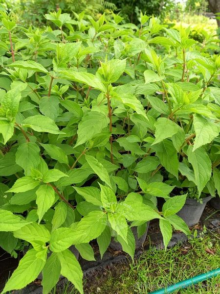 Hortensja Mega Pearl sadzonka bukiet rabata zdjęcie 5