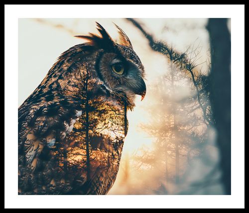 Plakat 60x50cm Sowi Duch na Arena.pl