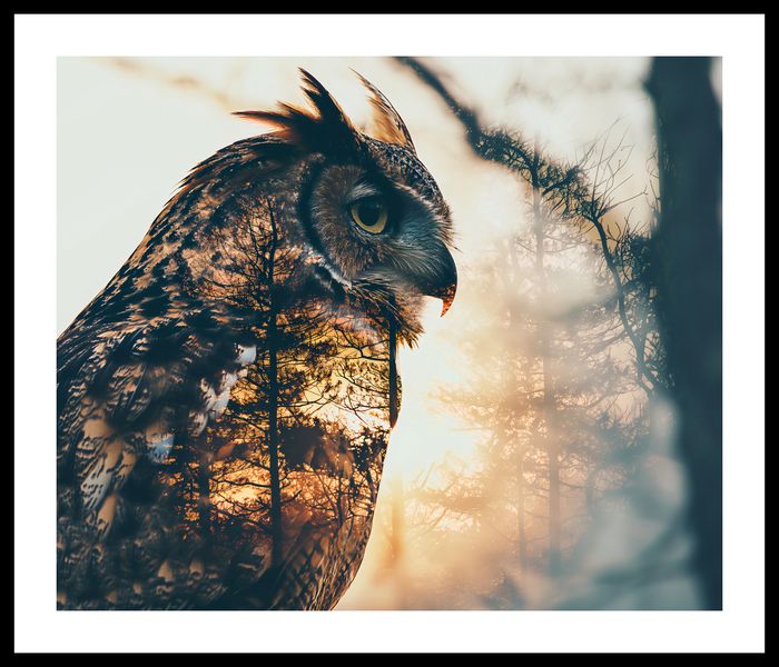 Plakat 60x50cm Sowi Duch zdjęcie 3